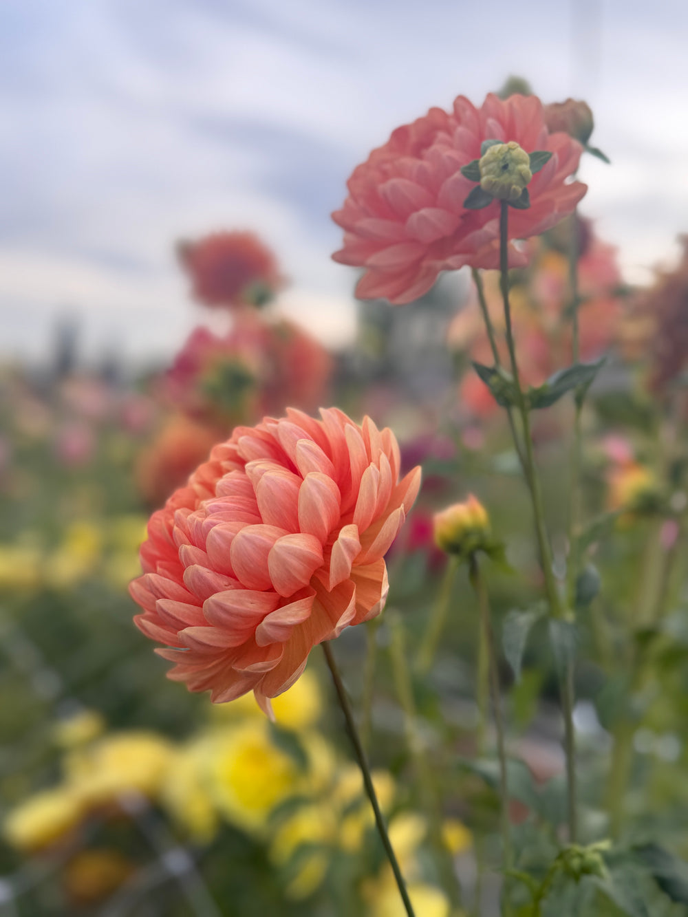 Sandia Susan Dahlia - Rooted Cutting