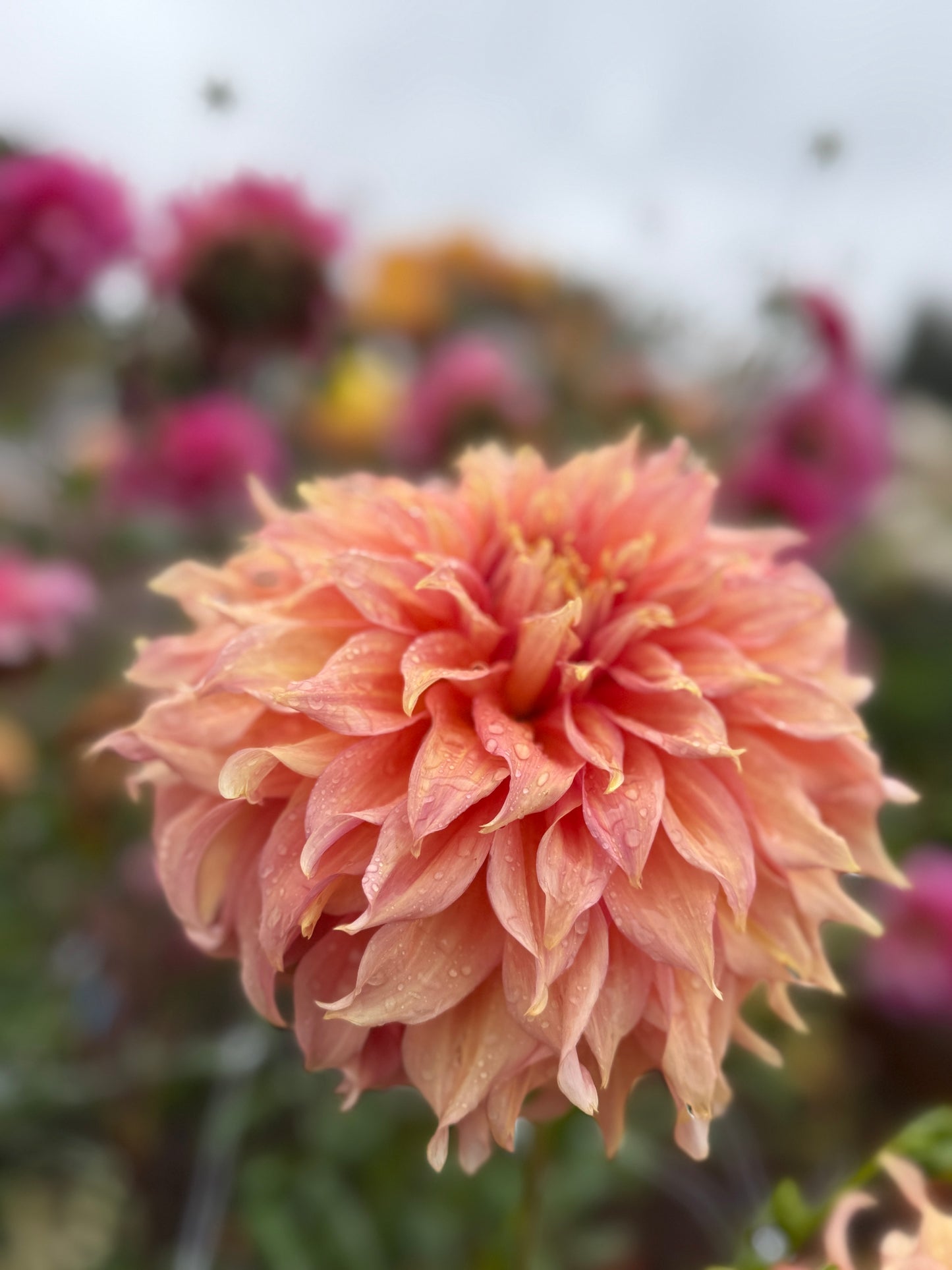 
                  
                    Summer Rain Dahlia - POT TUBER
                  
                