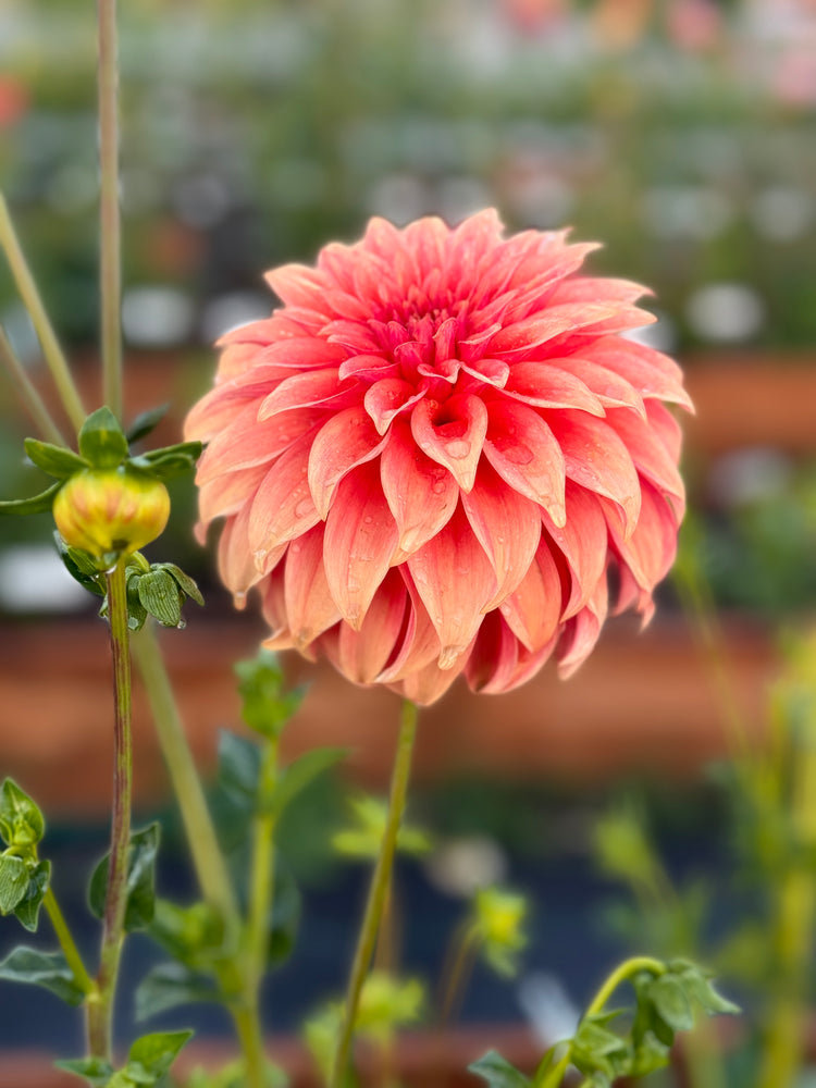 
                  
                    Bloomquist Pleasing Dahlia - POT TUBER
                  
                