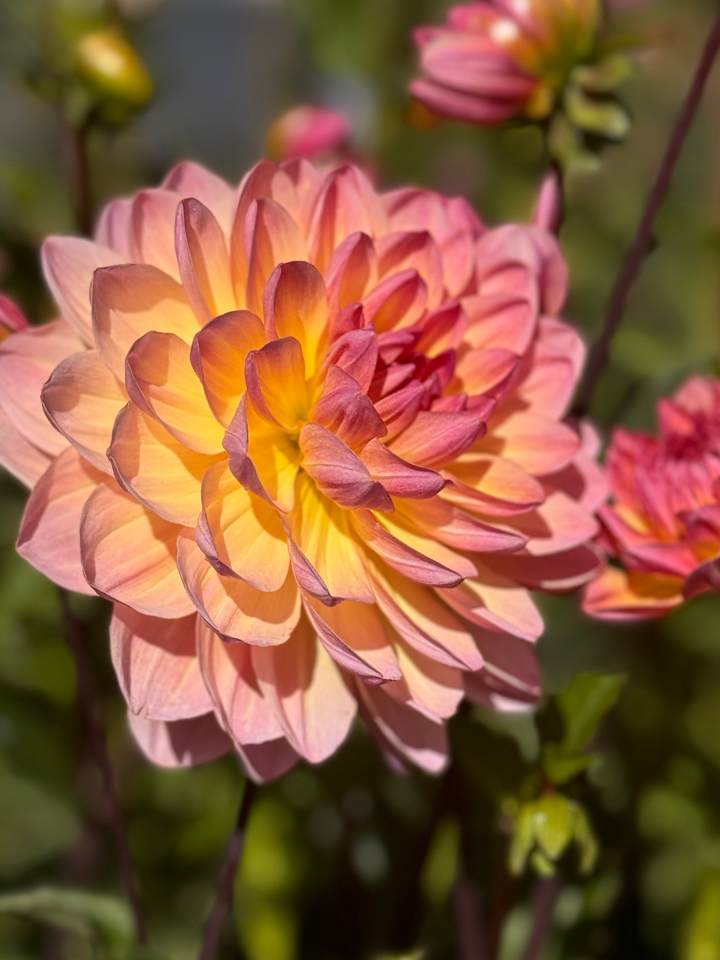 
                  
                    Sandia Bliss Dahlia - Rooted Cutting
                  
                