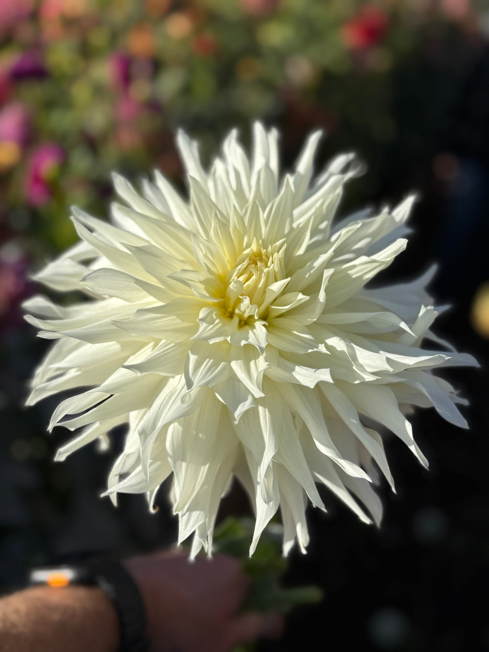 AC Twist Dahlia - POT TUBER