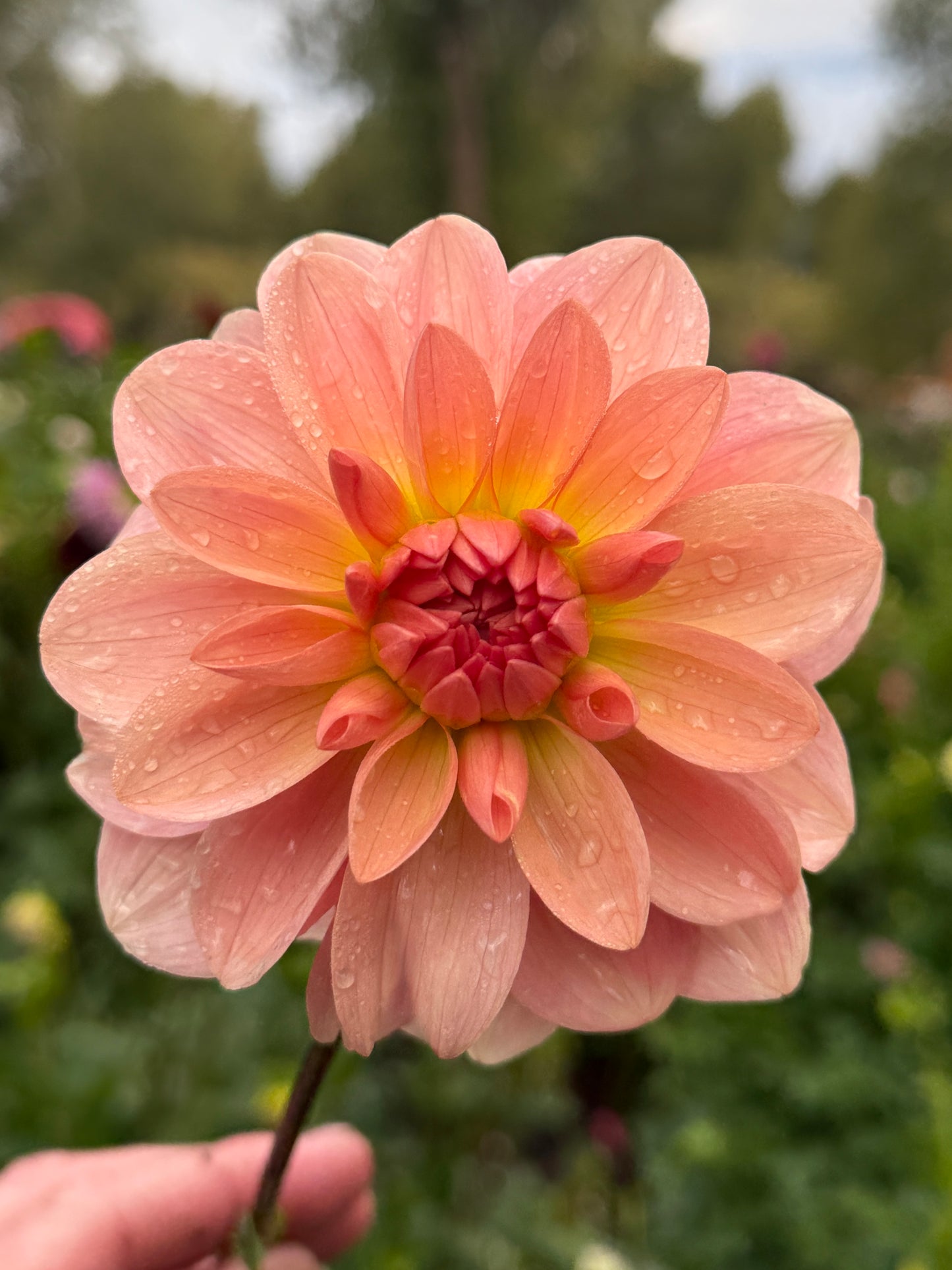 
                  
                    Ankara - Rooted Cutting
                  
                