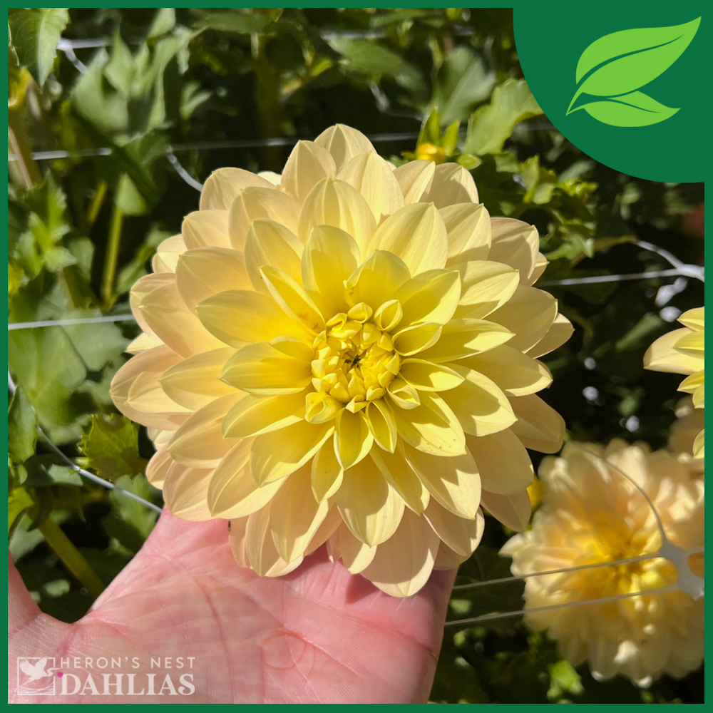 
                  
                    Day Dreamer Dahlia - Rooted Cutting
                  
                