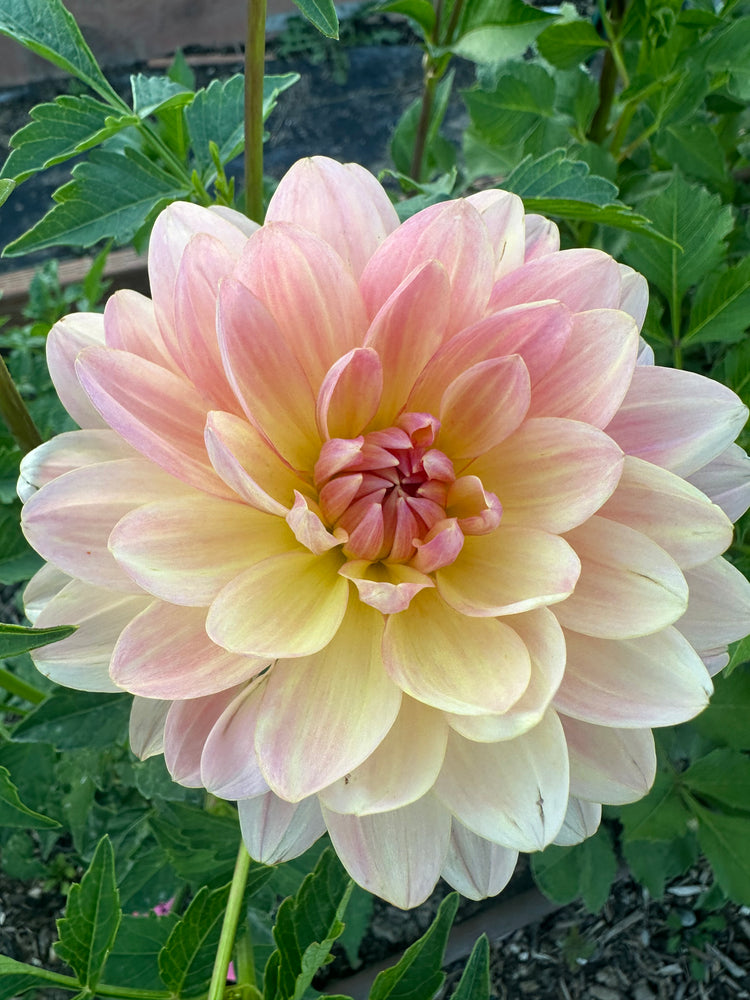 
                  
                    Chimacum Cathleen Dahlia - Rooted Cutting
                  
                