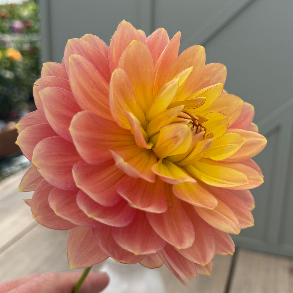 Hollyhill Serenity Dahlia - Rooted Cutting – Heron's Nest Dahlias
