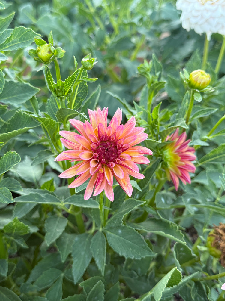 
                  
                    Verrone's Donna Marie Dahlia - POT TUBER
                  
                