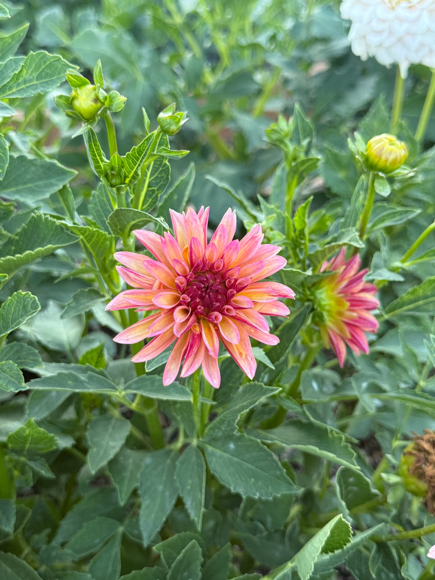 
                  
                    Verrone's Donna Marie Dahlia - POT TUBER
                  
                