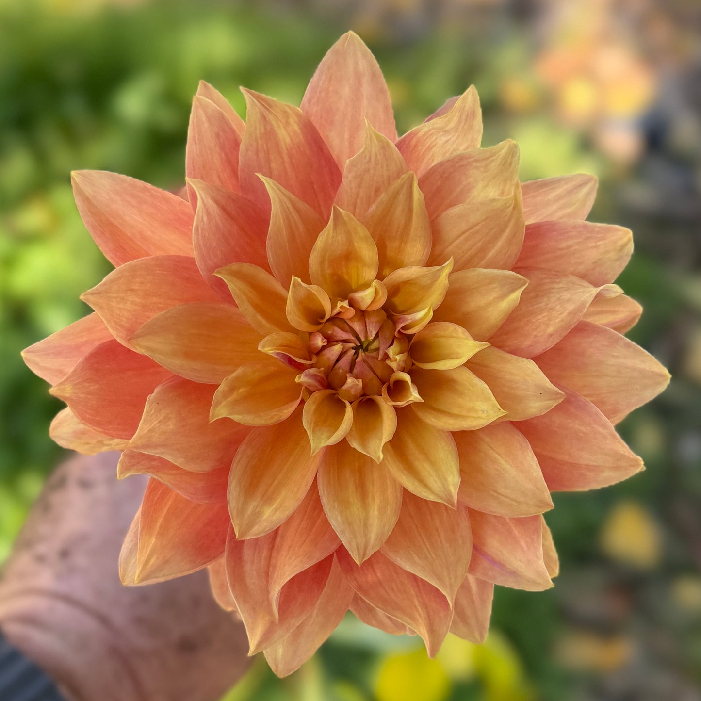 
                  
                    Salish October Wedding - Rooted Cutting
                  
                