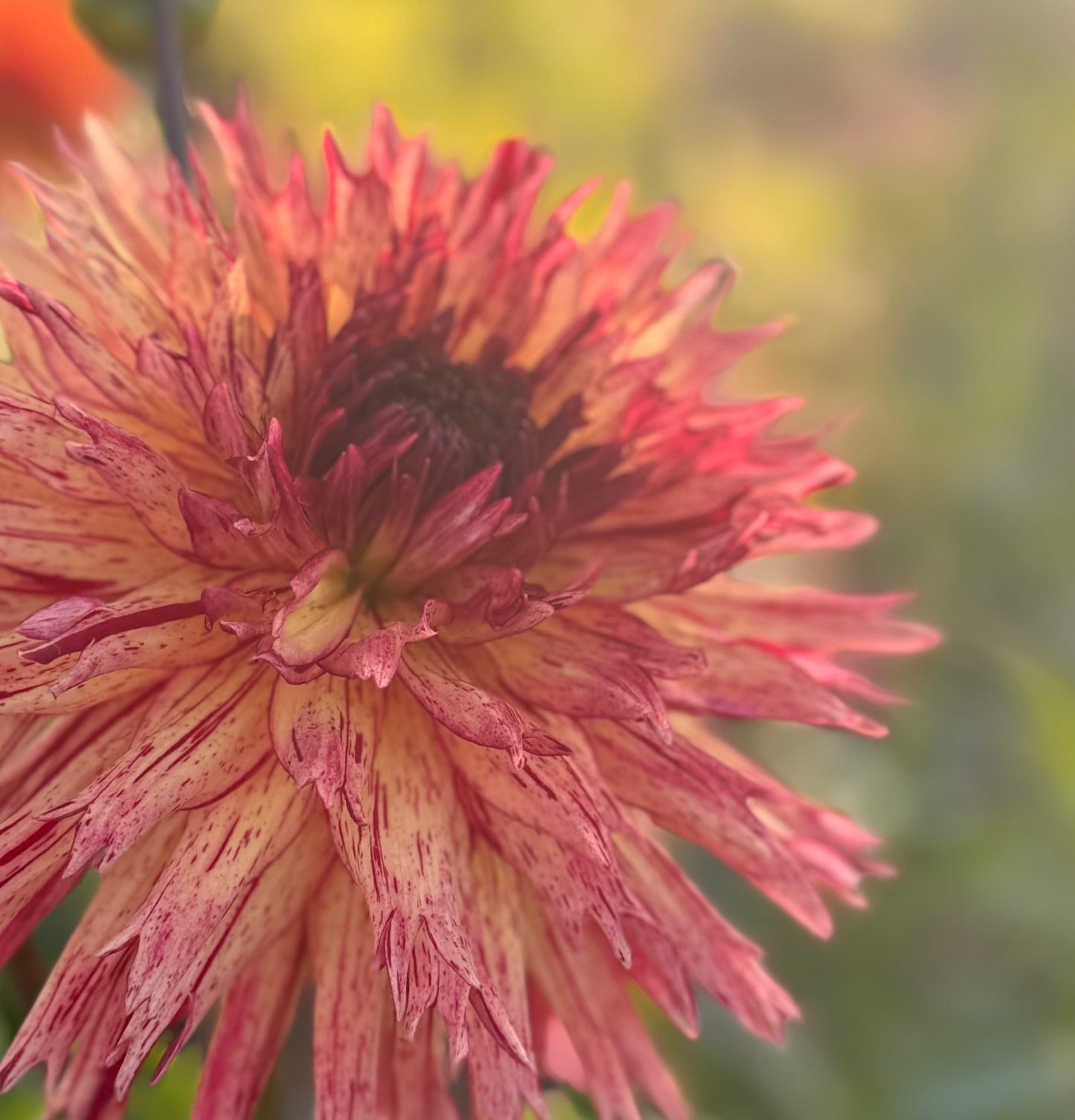 
                  
                    Colwood Scheri - Tuber
                  
                