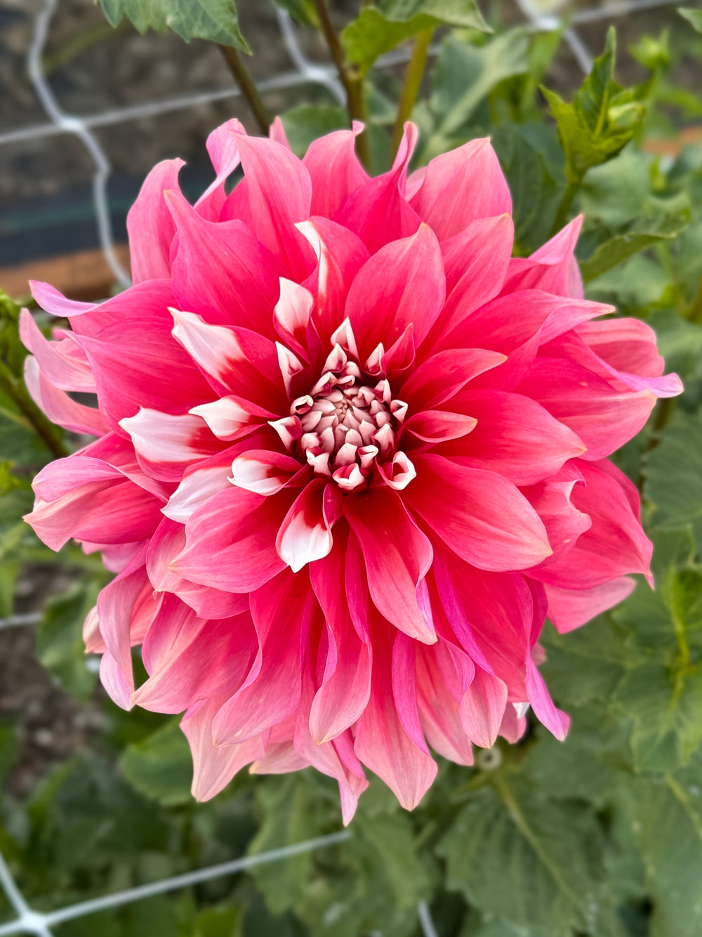 AC Sandra J Dahlia - Rooted Cutting