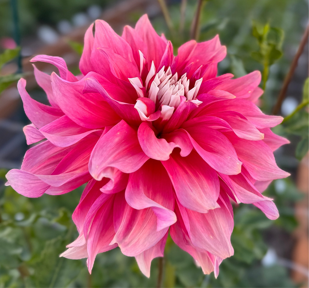 
                  
                    AC Sandra J Dahlia - Rooted Cutting
                  
                