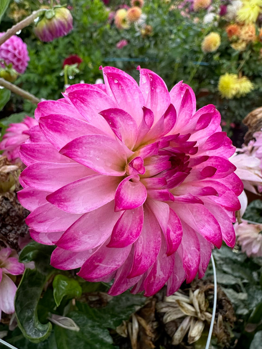 Camano Cade W Dahlia - Mini Clump