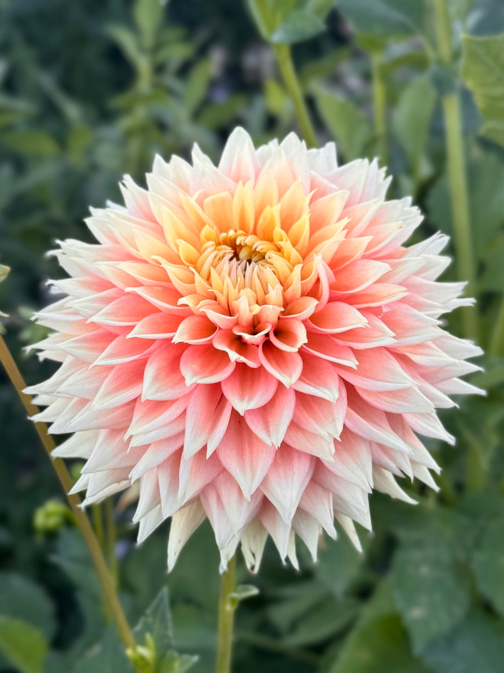 Lee's Apricot Fizz Dahlia - Mini Clump