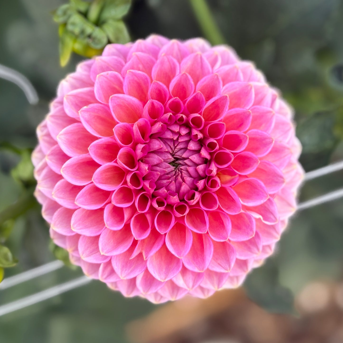 
                  
                    Westerton Pearl  - Tubers
                  
                