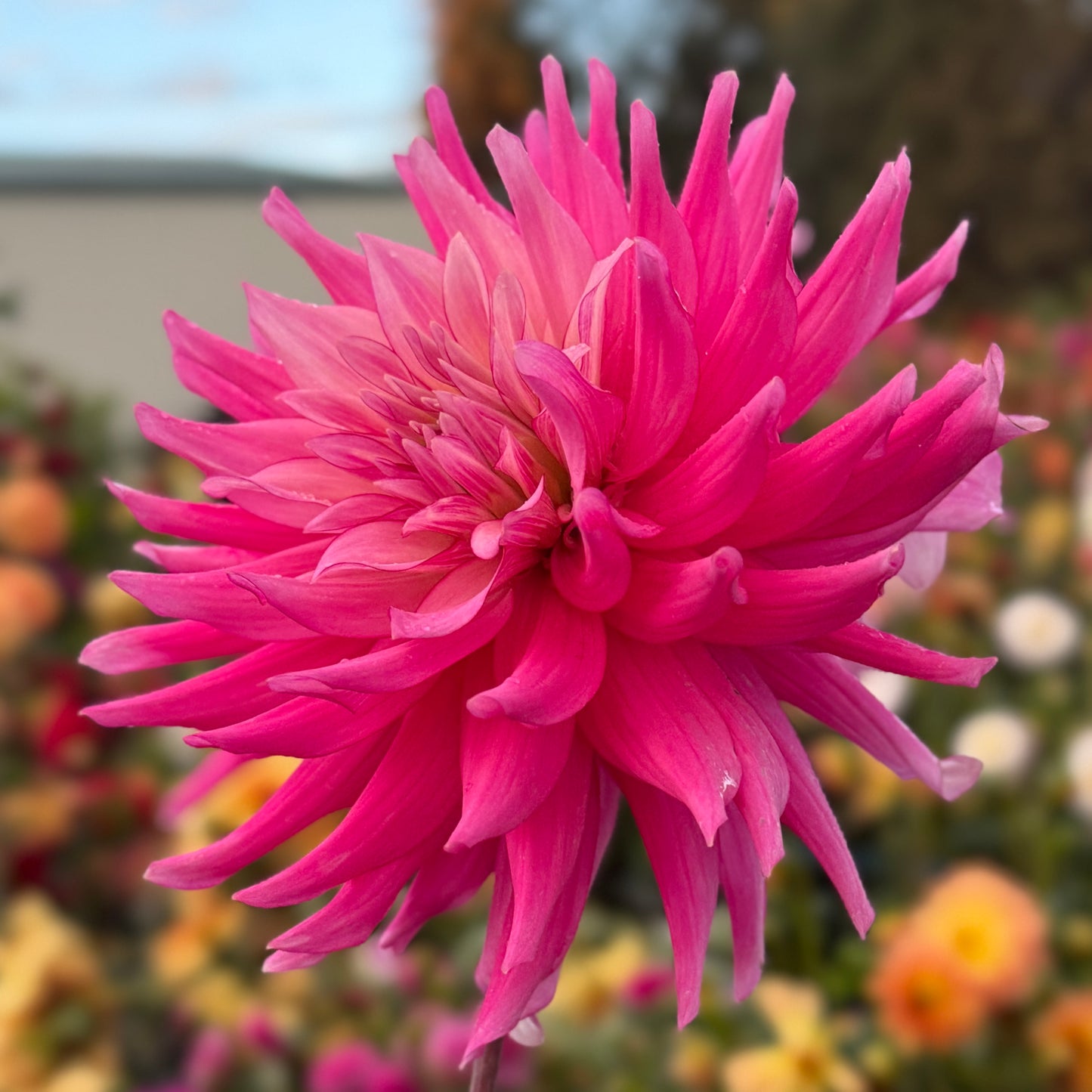 
                  
                    AC F&P - Rooted Cutting
                  
                