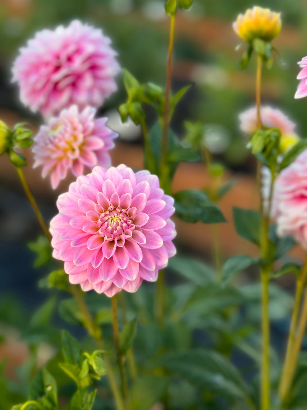 Sweet Caroline Dahlia - Mini Clump