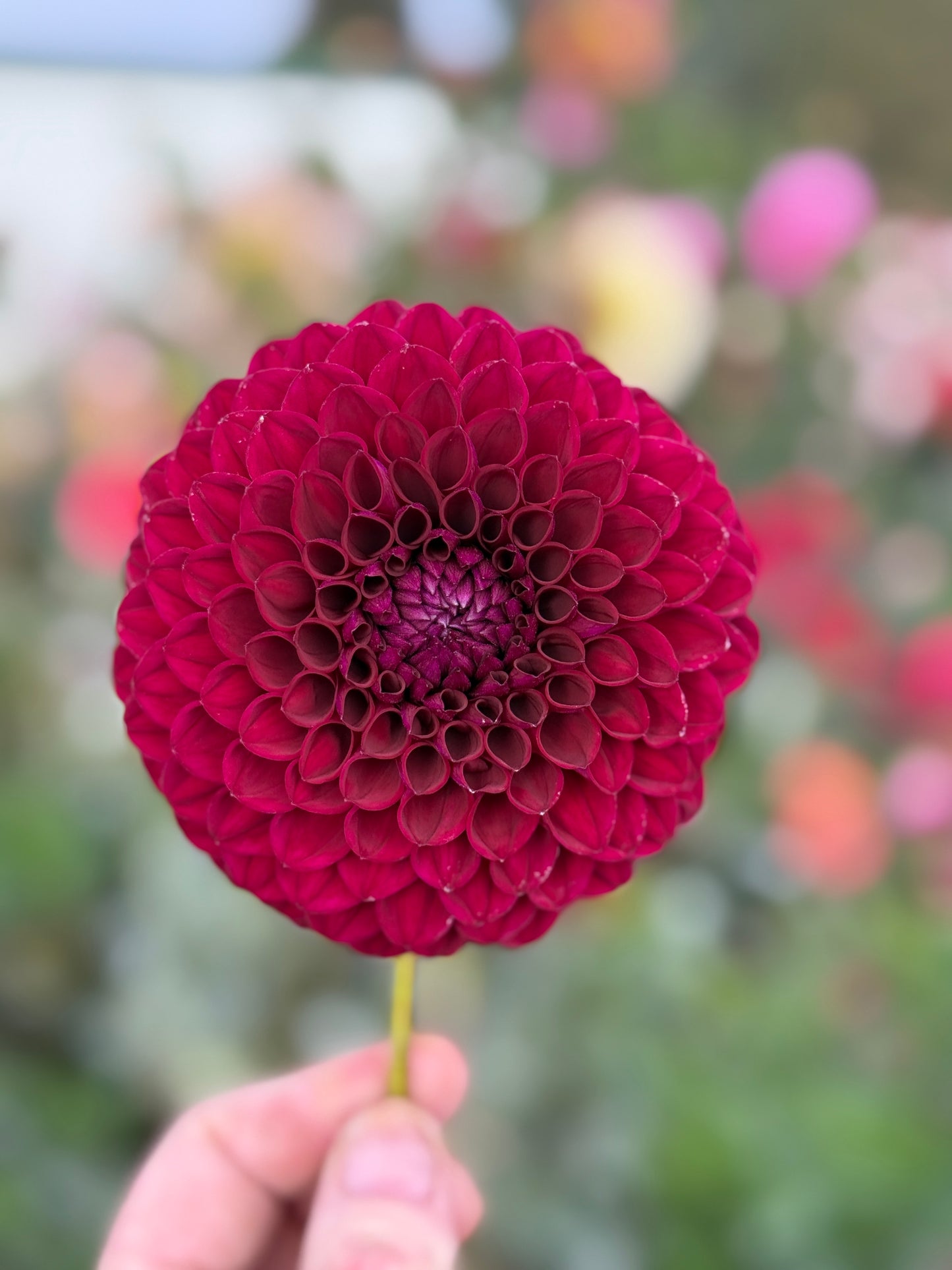 
                  
                    Barbarry Drum - Tuber
                  
                