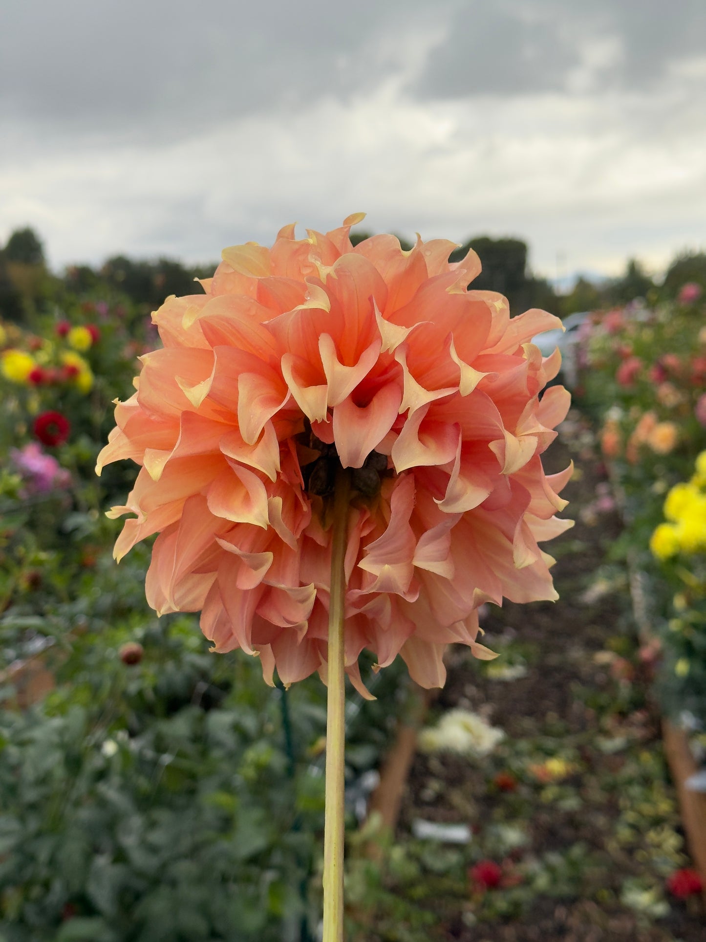 
                  
                    Summer Rain Dahlia - POT TUBER
                  
                