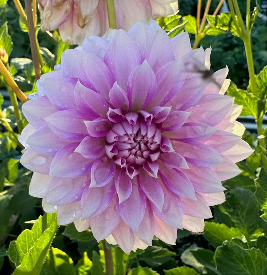 Amelia Bedelia Dahlia - Rooted Cutting