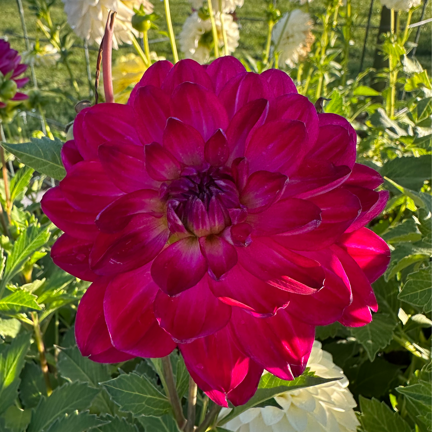 
                  
                    Sandia Bertha Dahlia - Rooted Cutting
                  
                