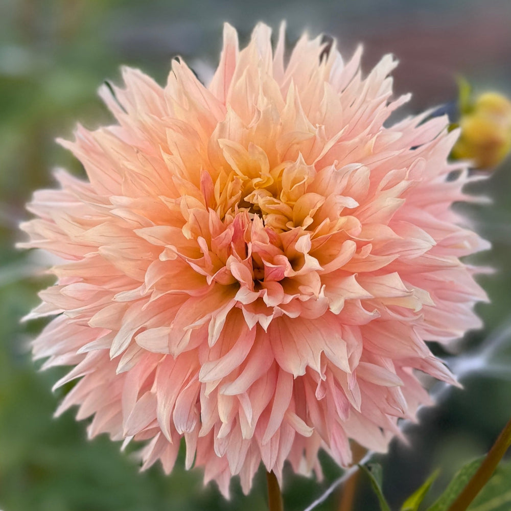 Hapet Champagne Dahlia - Rooted Cutting