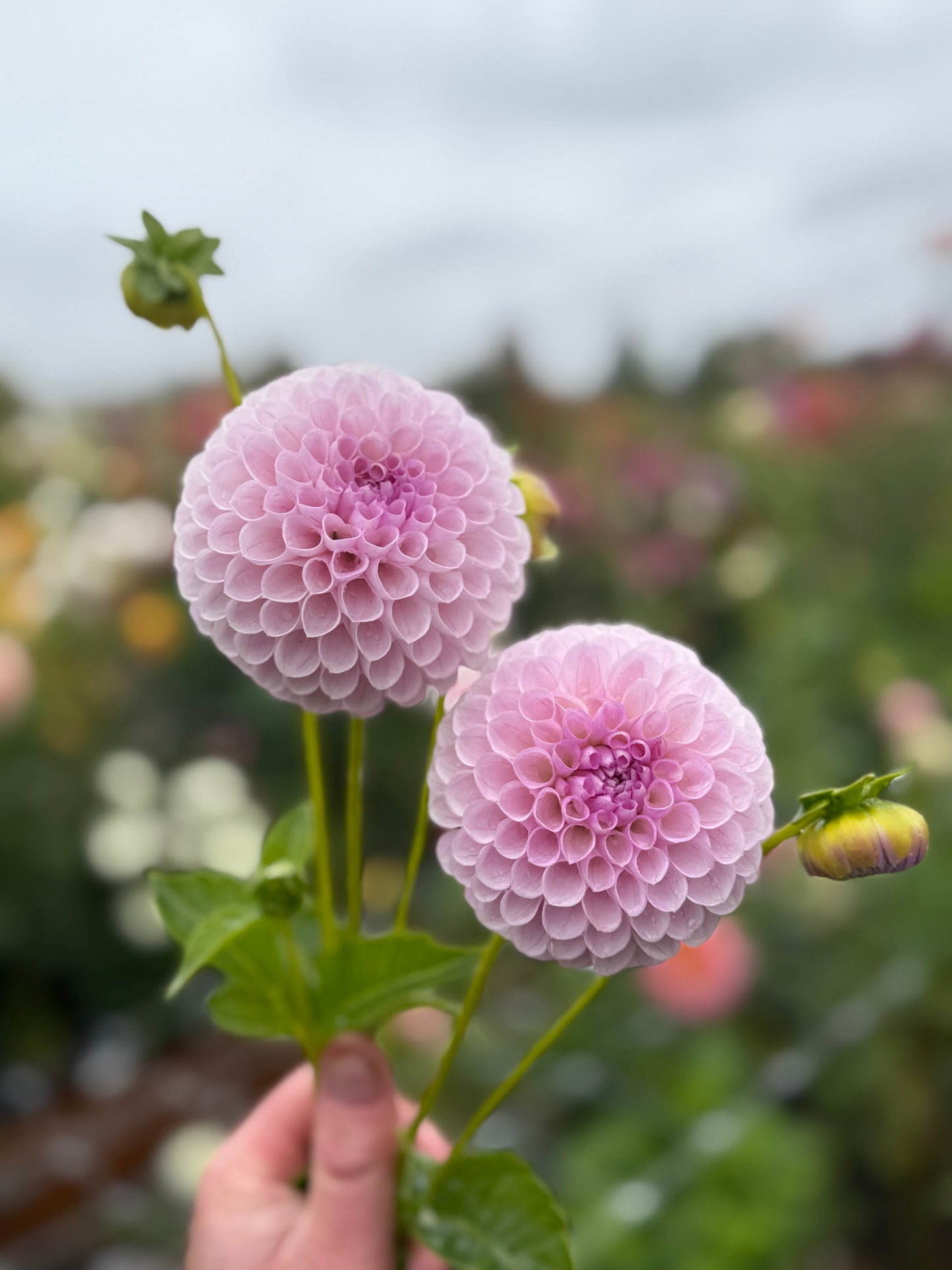 
                  
                    Just Lucas Dahlia - Rooted Cutting
                  
                
