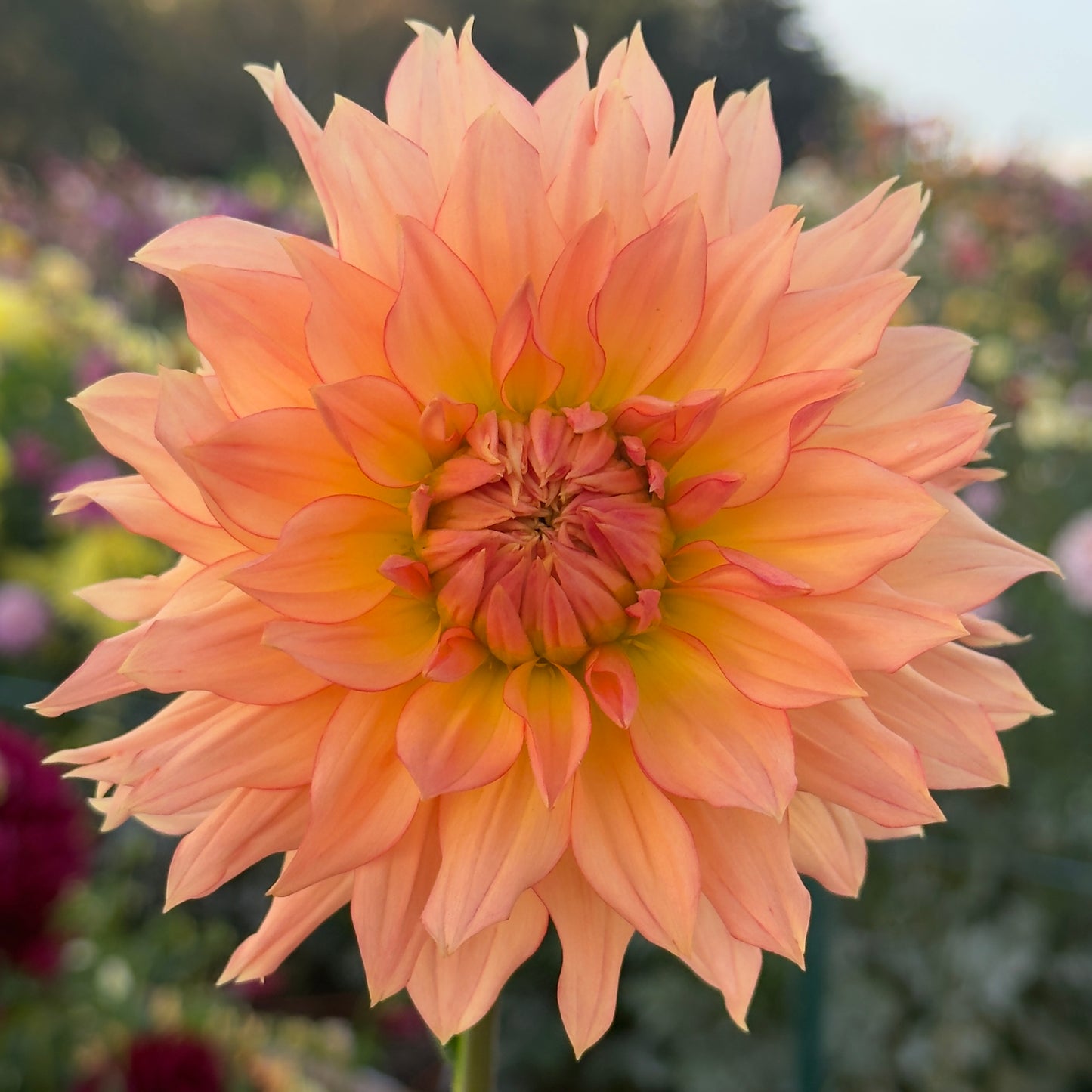 
                  
                    Arizona Dahlia - Rooted Cutting
                  
                