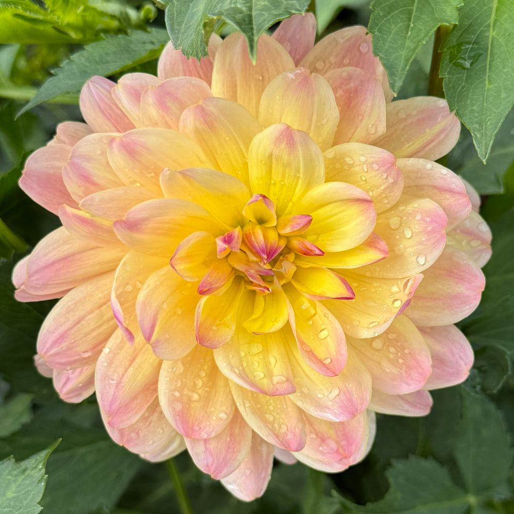 
                  
                    Pat Fearey Dahlia - POT TUBER
                  
                