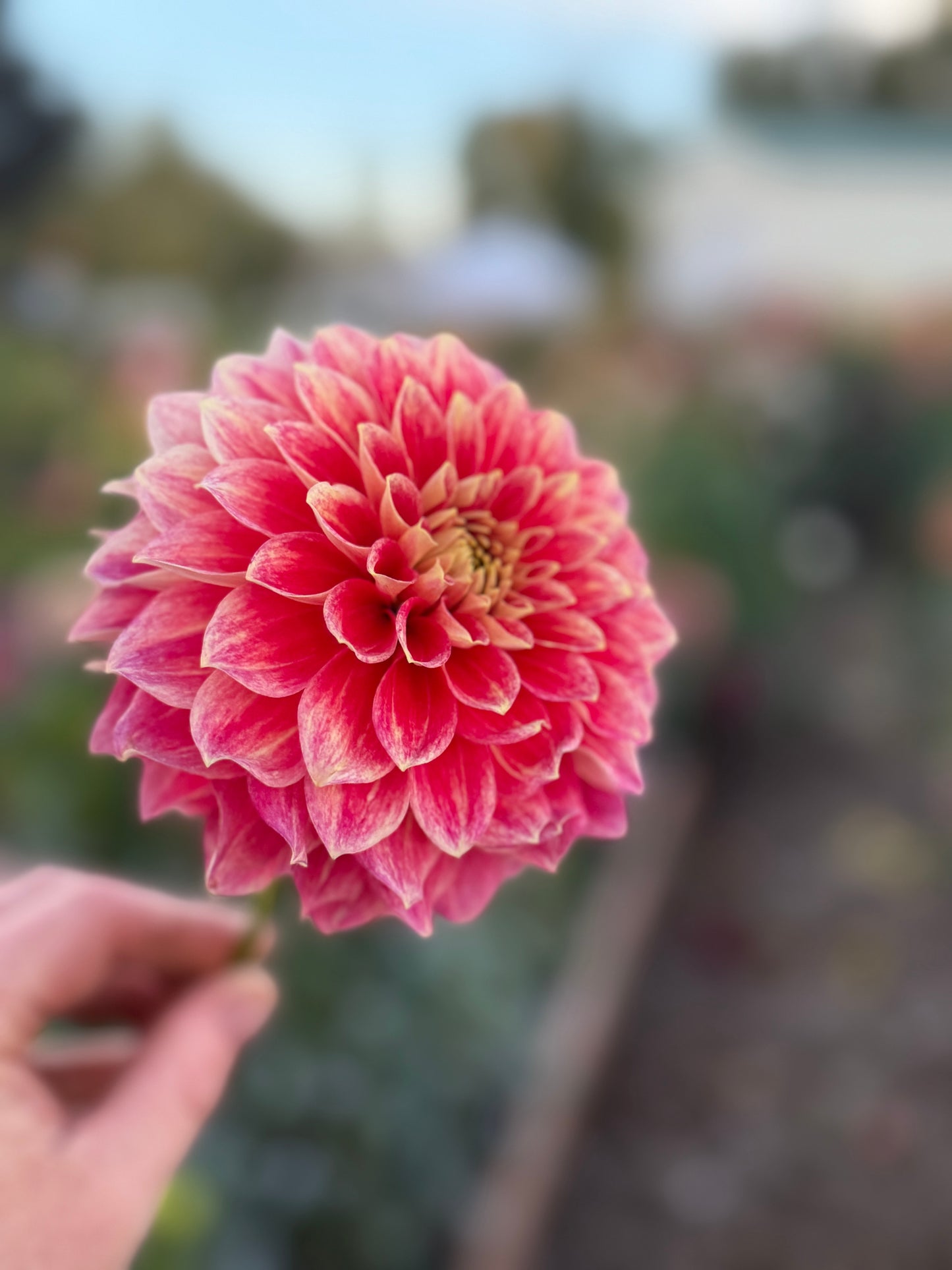 
                  
                    Hapet Cinderella - Rooted Cutting
                  
                