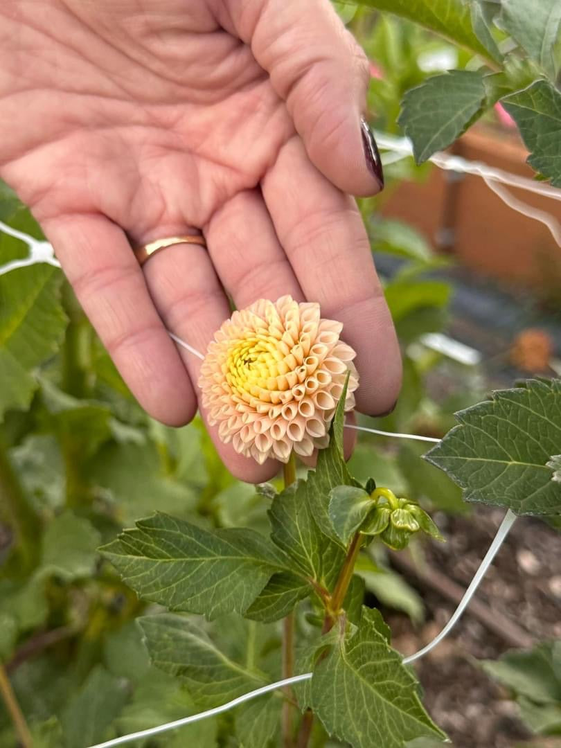 Irish D Porter Dahlia - Rooted Cutting