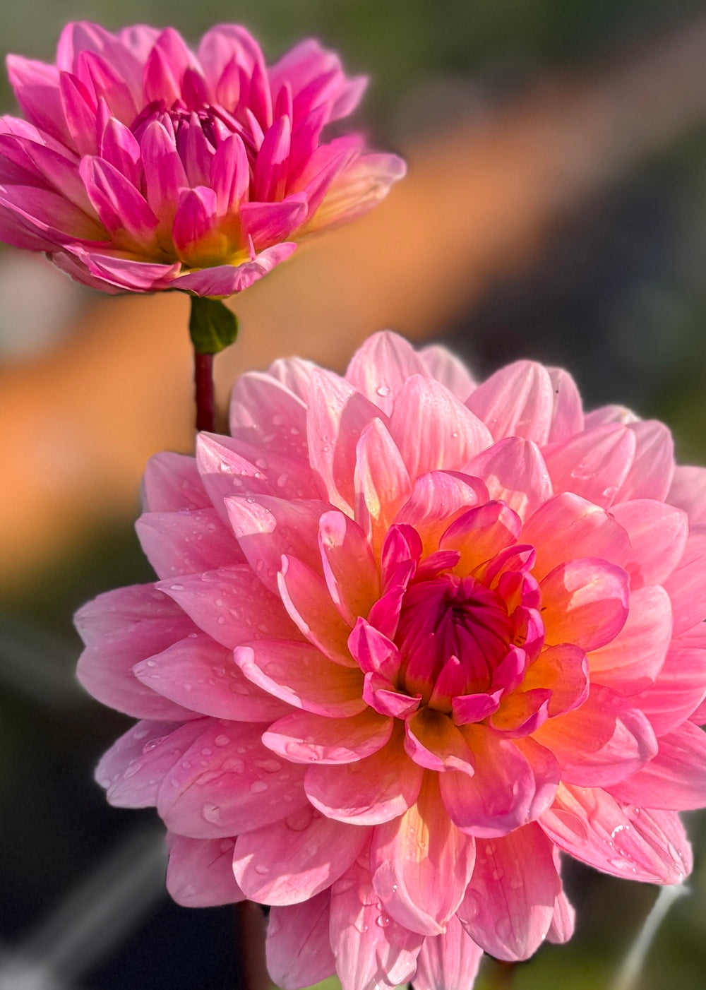 Ruthie G Dahlia - Rooted Cutting