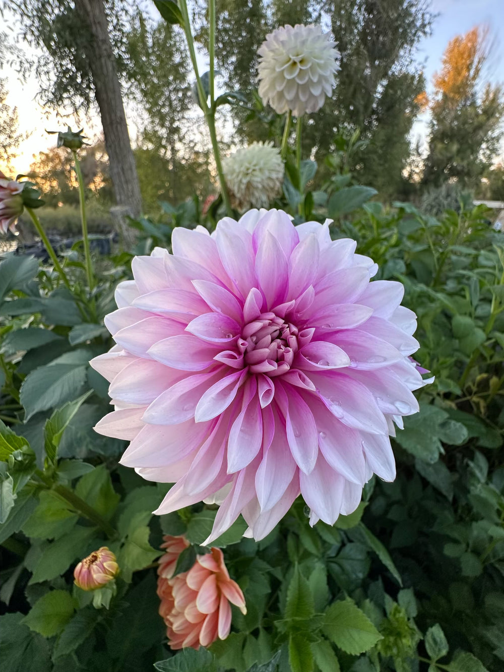 Bowser Denyse Dahlia - Mini Clump