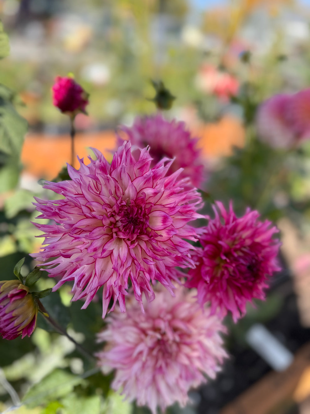 Millennium Dahlia - Rooted Cutting