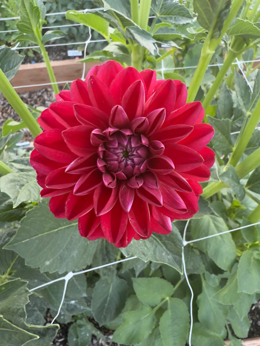 Javier G - Tuber POT TUBER