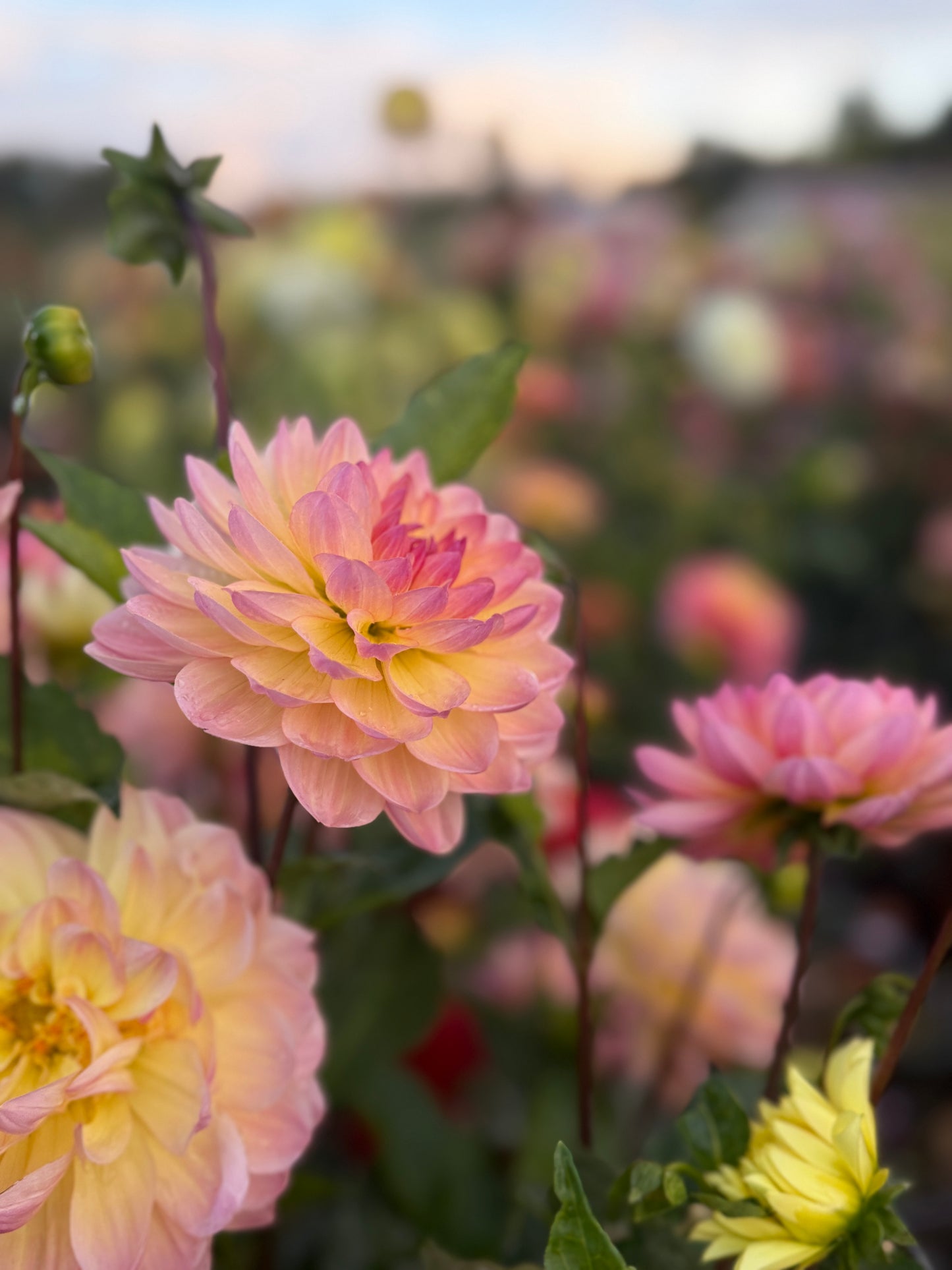 
                  
                    Sandia Bliss Dahlia - Rooted Cutting
                  
                