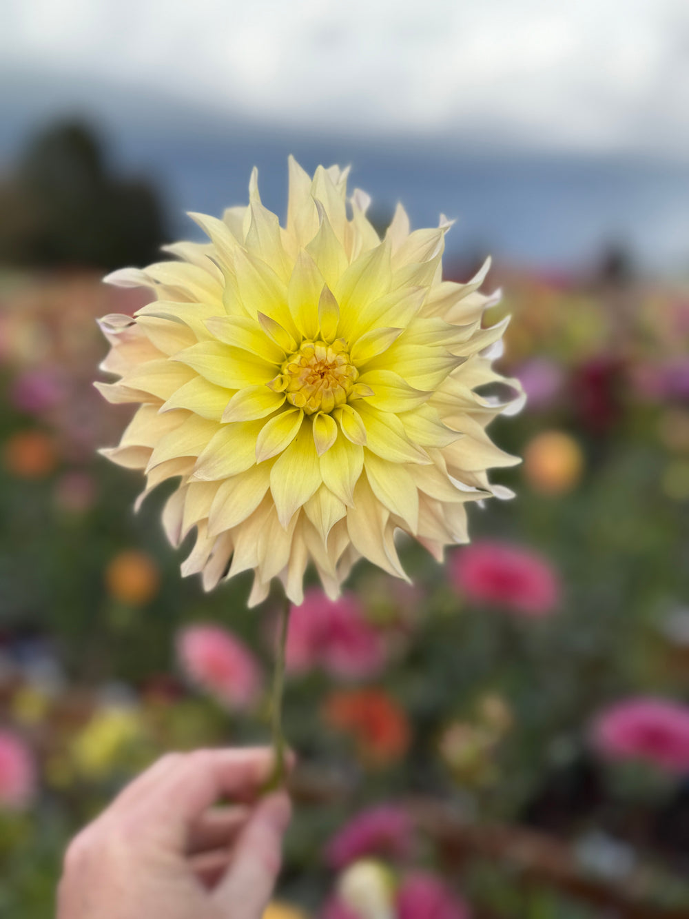 Lakeview Blush Dahlia - POT TUBER