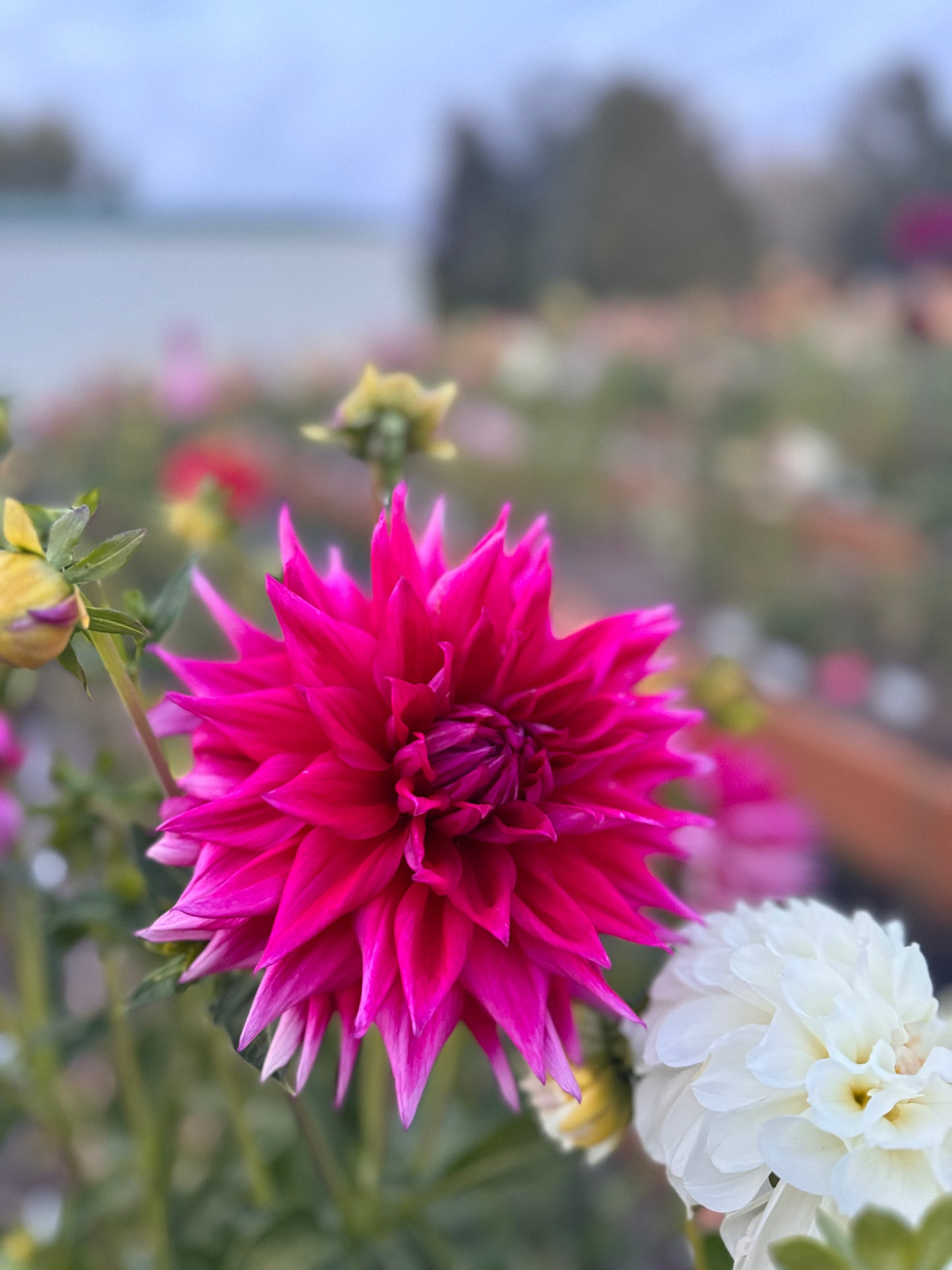 
                  
                    Clearview Leroux Dahlia - Rooted Cutting
                  
                