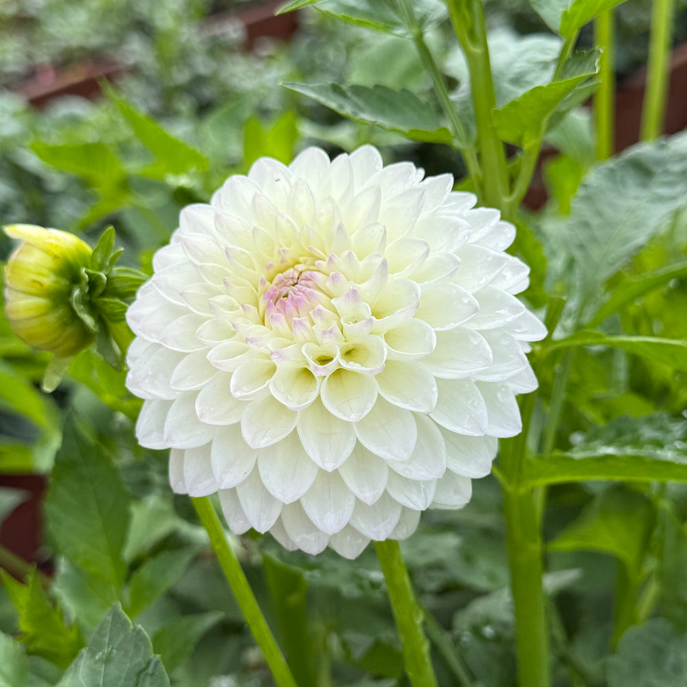 Ryecroft Brenda T Dahlia - POT TUBER