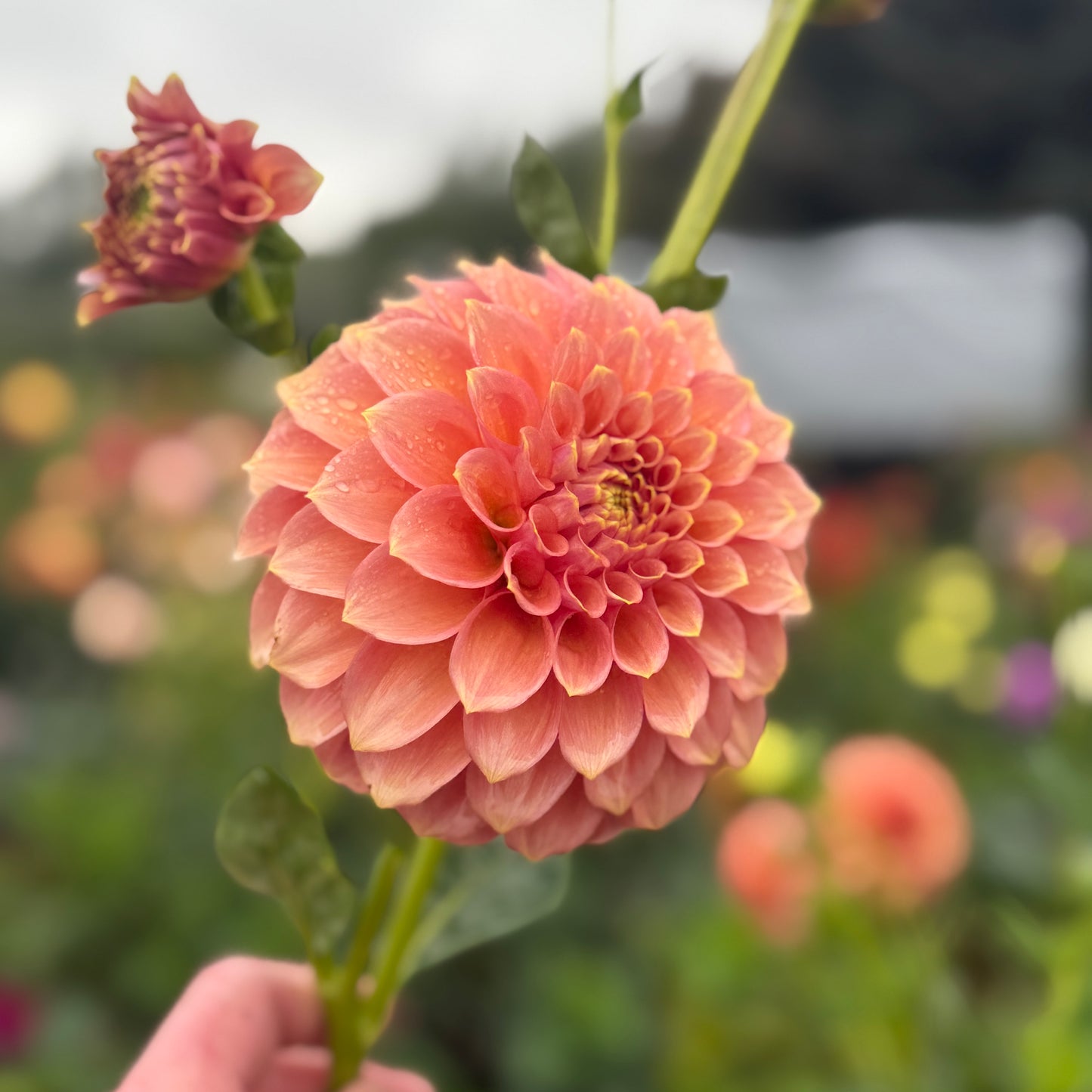 
                  
                    Peachy Parade Dahlia - Rooted Cutting
                  
                