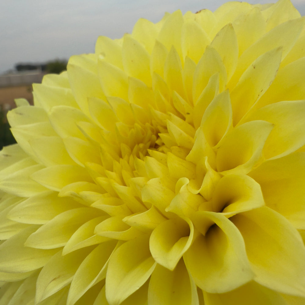 
                  
                    Clearview Del Sol Dahlia - Mini Clump
                  
                