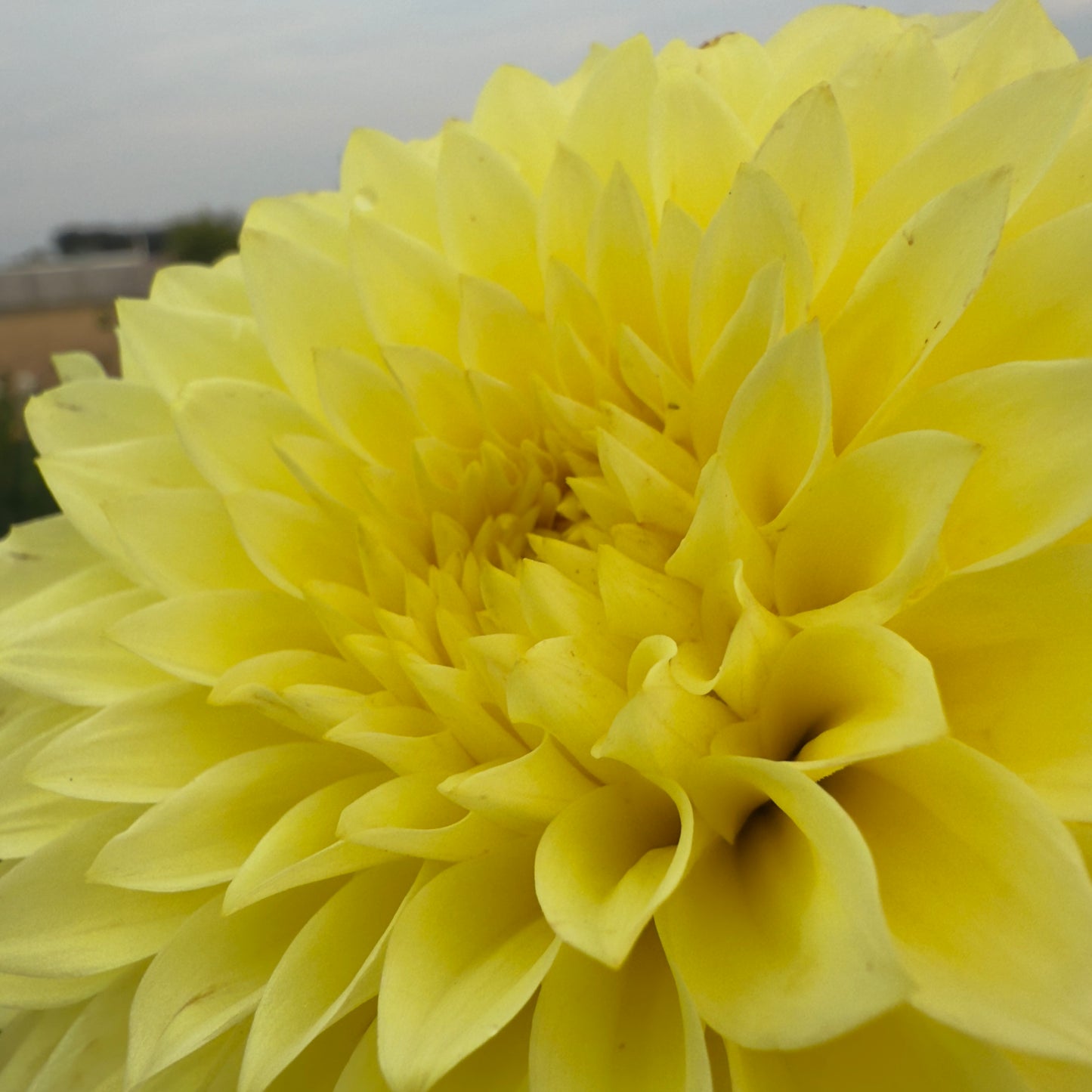 
                  
                    Clearview Del Sol Dahlia - Mini Clump
                  
                