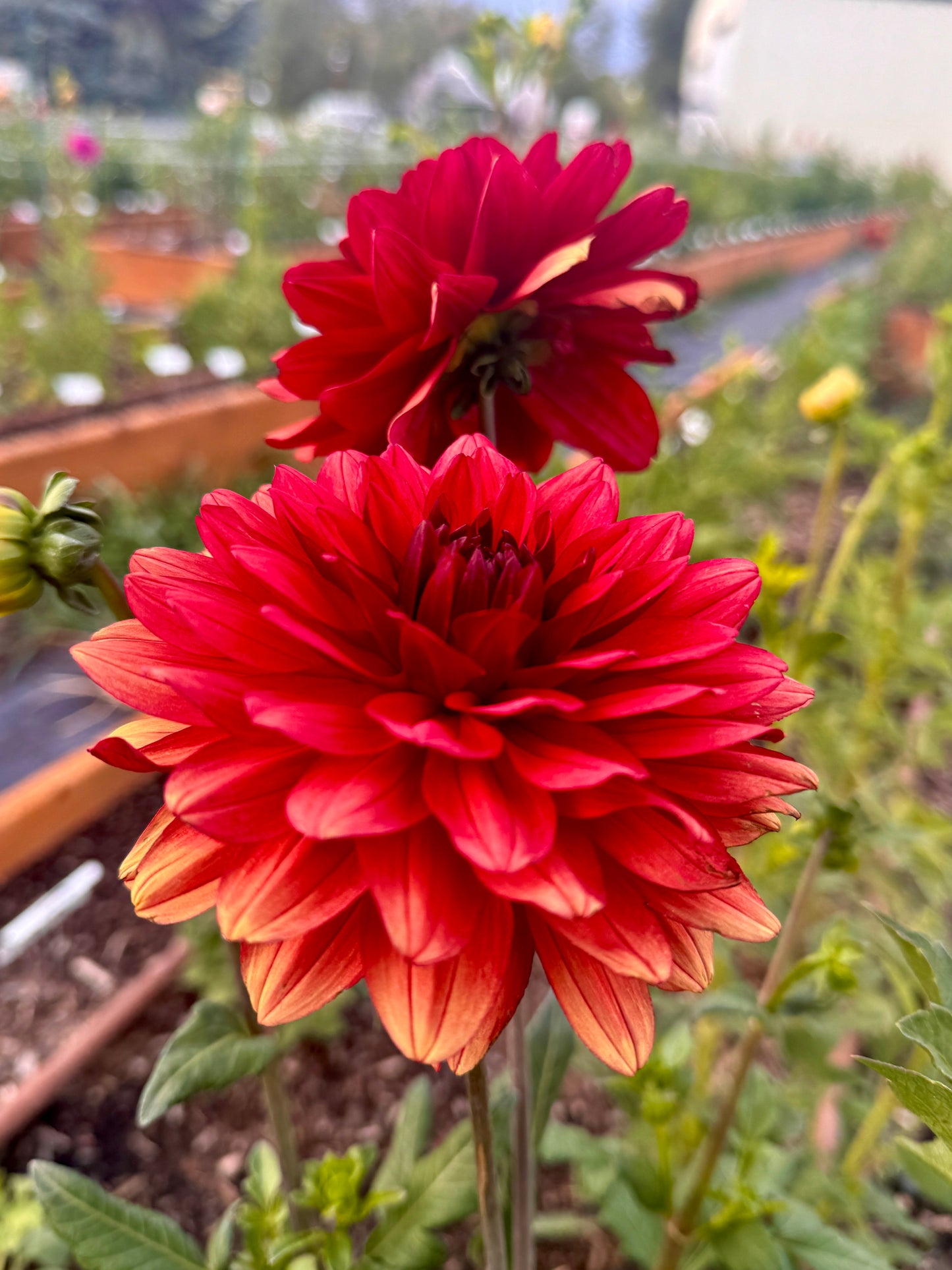 
                  
                    Misses Miley Dahlia - Rooted Cutting
                  
                