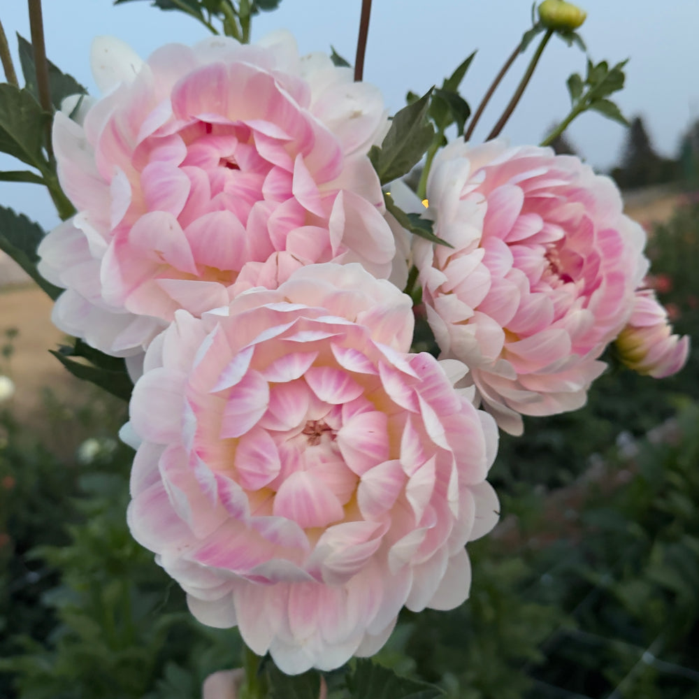 Kelgai Ann Dahlia - Mini Clump