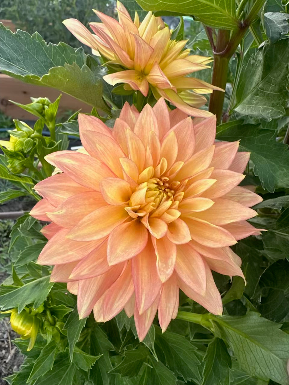 Bloomquist Vigor Dahlia - Rooted Cutting