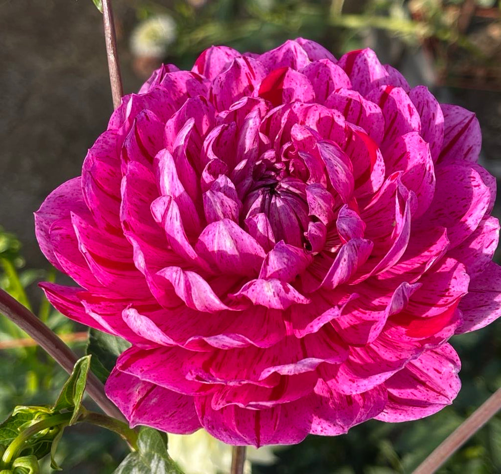 Sandia Cancan Dahlia - Rooted Cutting