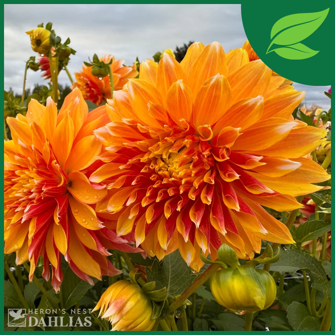 
                  
                    Bloomquist Candy Corn Dahlia - Rooted Cutting
                  
                