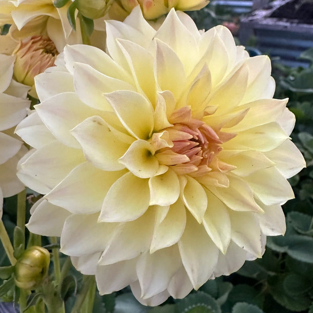 Born Sty Dahlia - Rooted Cutting