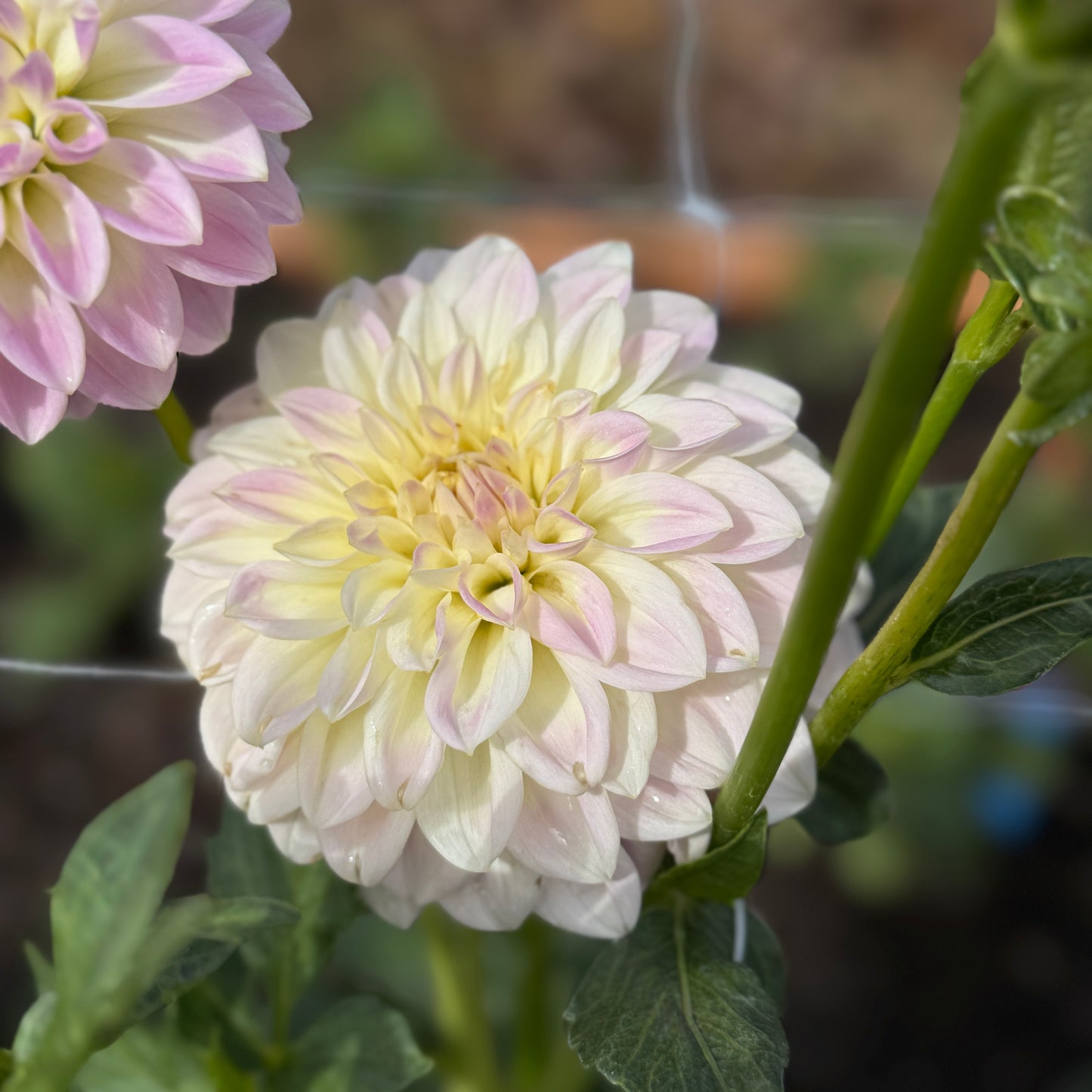 
                  
                    Connie Harry - Rooted Cutting
                  
                