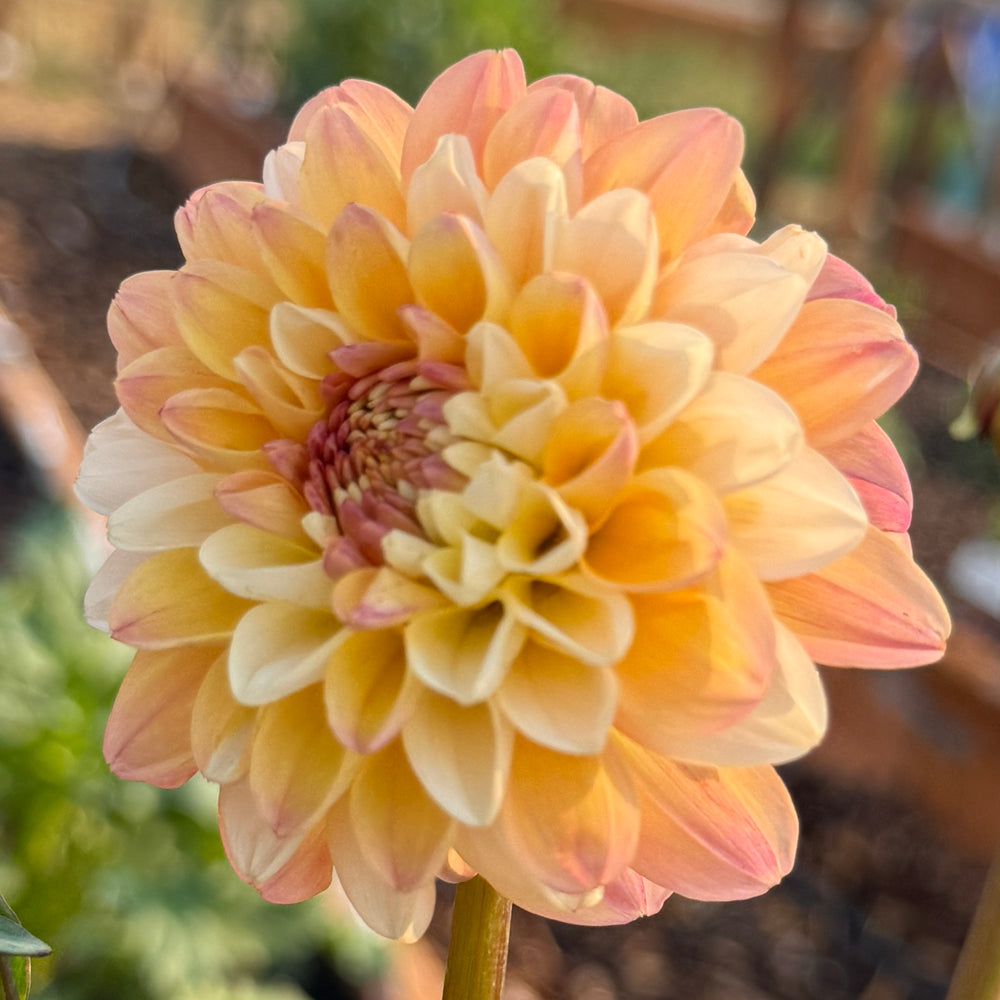 Double Jill Dahlia - POT TUBER