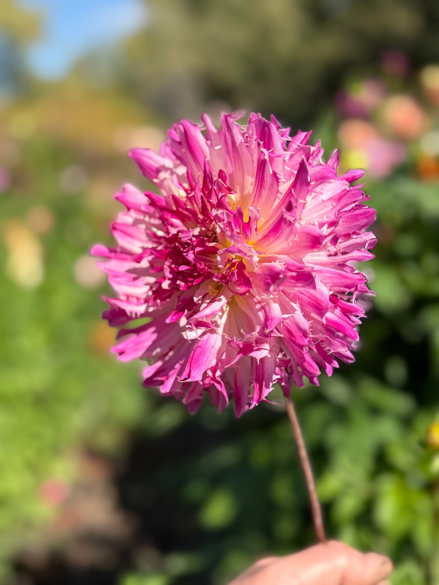 
                  
                    River's Here Kitty Kitty - Rooted Cutting
                  
                